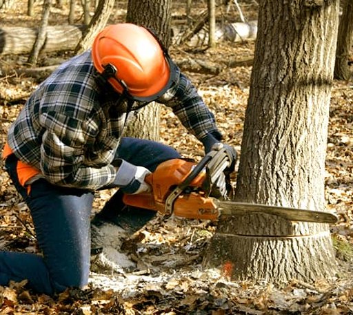 Tree Removal in Fredericksburg, IN